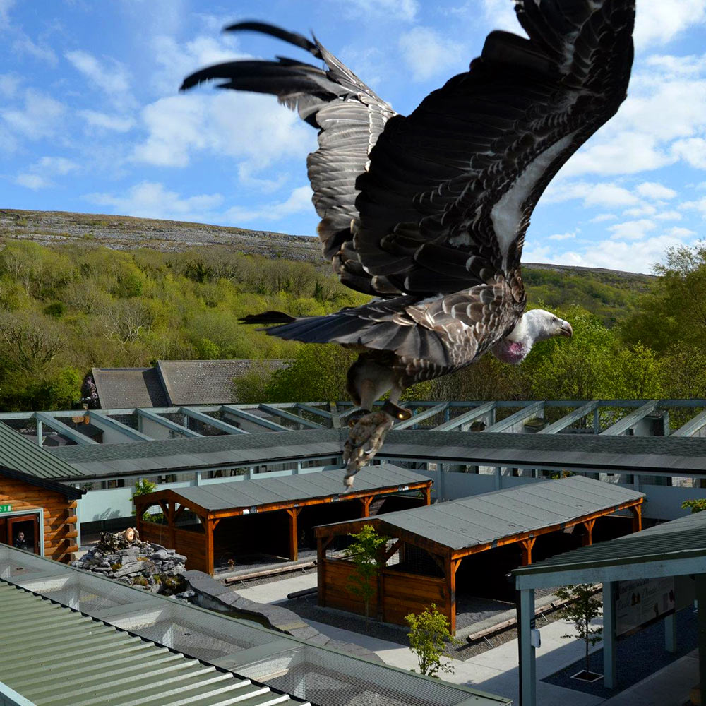 Cliffs of Moher, Aillwee Cave and Birds Of Prey image