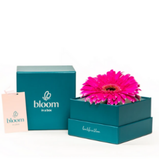 Bloom in a Box - Pink Gerbera